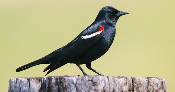 a male Tricolored Blackbird, know for its glossy black body with bright scarlet-red shoulder patches bordered by crisp white stripes, sits atop a tree stump