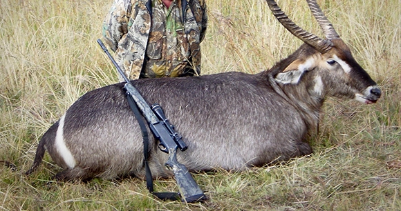a trophy hunting image featuring a waterbuck with a rifle propped against its body and the hunter posed behind it