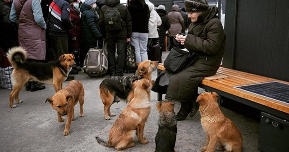 six dogs beg for food from a woman on a bench in Ukraine