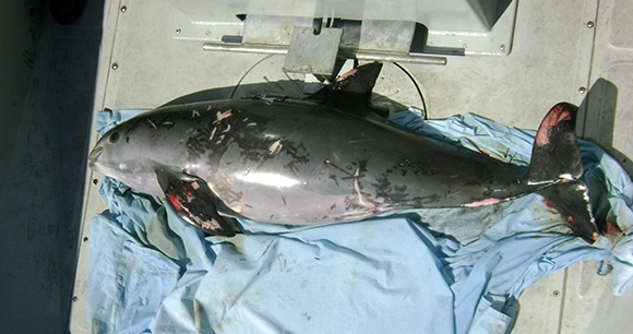 This 2008 photo shows a vaquita that died due to entanglement in shrimp gear