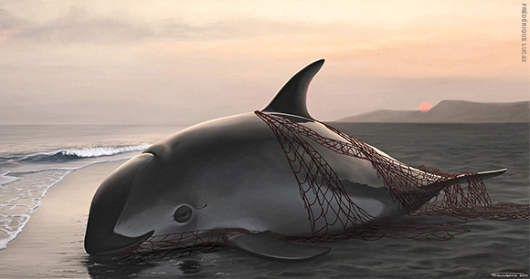 vaquita porpoise entangled in net on beach
