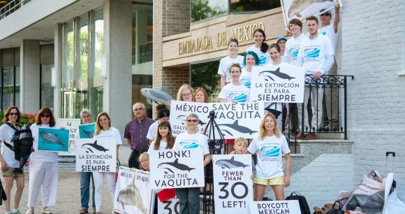 the image captures a group of people holding signs at a rally held outside the Mexican Embassy to protect vaquita porpoises