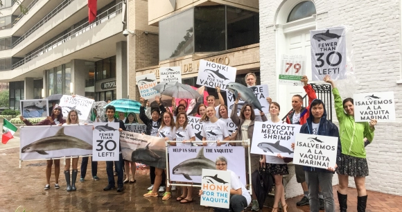 advocates rally outside Mexican Embassy for vanishing vaquita porpoise