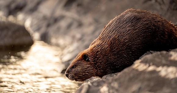 beaver sliding into the water from riverbank