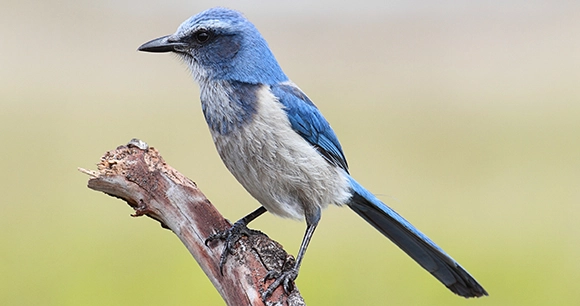 florida scrub jay perched on branch