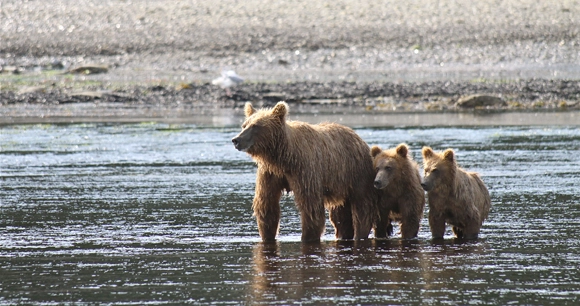 a mother brown bear and her two two cubs cross a river