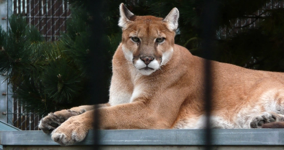 a cougar lounges inside a pen at a zoo