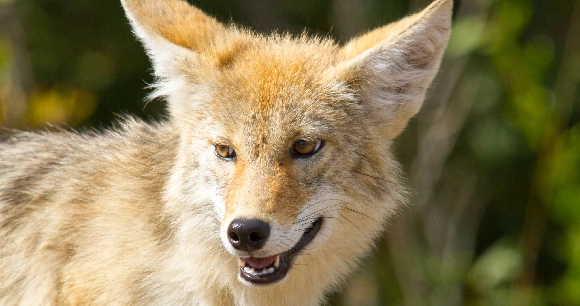 a young coyote standing at the tree line