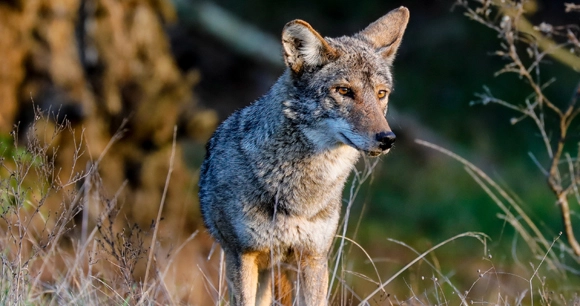 coyote standing at the edge of forest