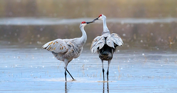 two sandhill cranes standing in pond