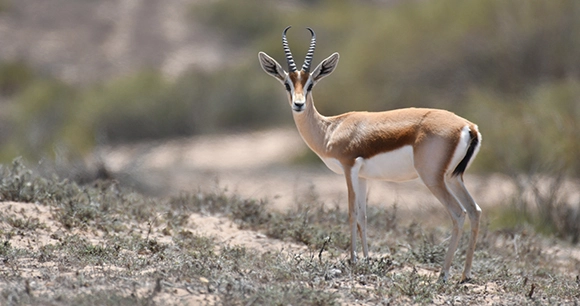 A wild dorcas gazelle in Morocco.