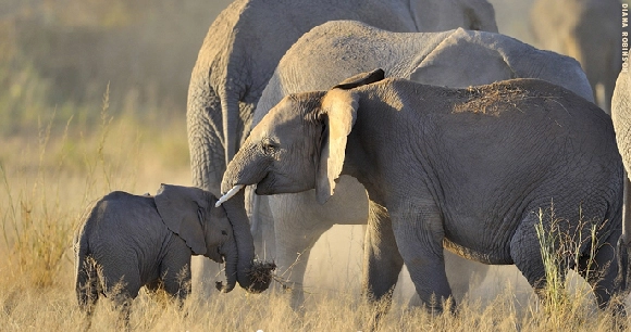 a baby calf and a juvenile elephant trunk-twining while standing amongst their herd