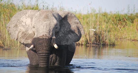 an elephant halfway submerged water while crossing a river
