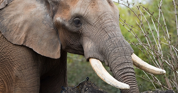 a close up of an elephant with large tusks