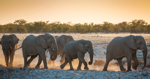 a herd of elephants roam through the desert