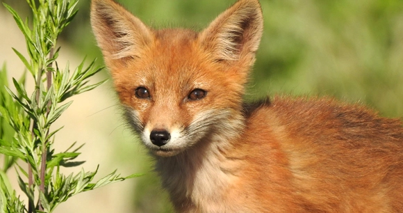 a young fox
