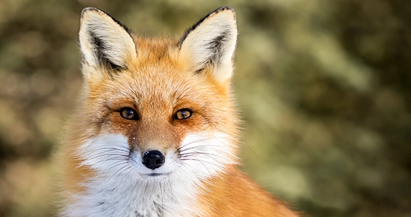 close up of a fox against a blurred forest background