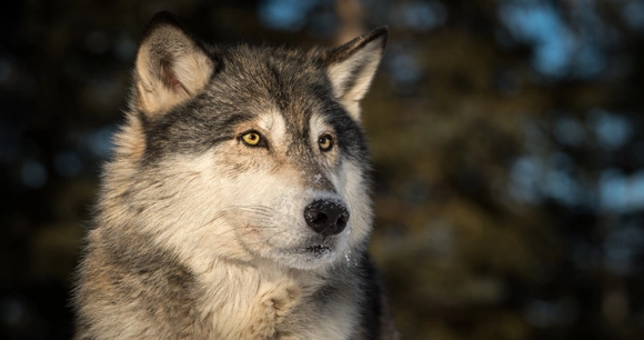 close up of a grey wolf standing in a forest