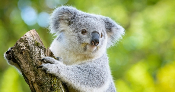 a koala grips a tree trunk