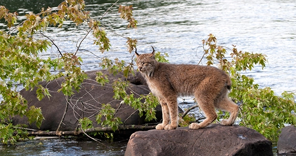 lynx standing on rock in river