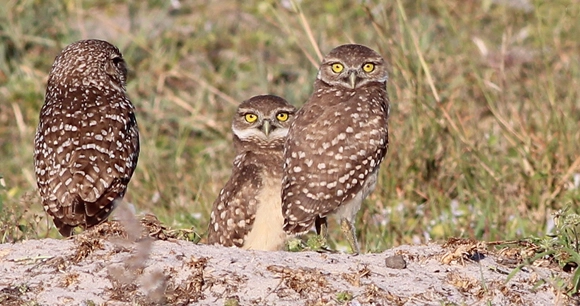 three owls stand together on a mound in a field