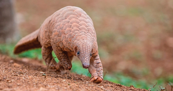close up of pangolin walking on trail