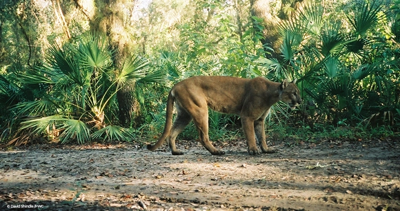brown panther walks in a Florida forest