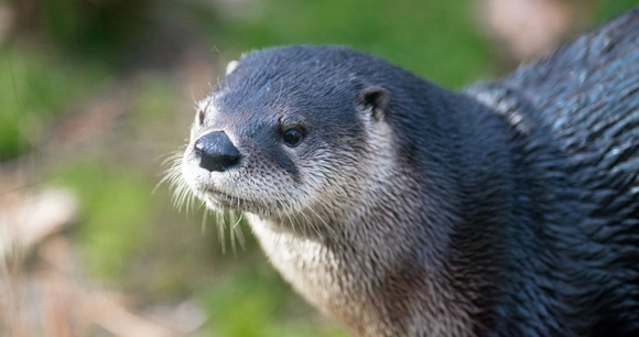 close up of a river otter