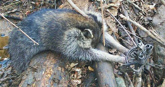 raccoon with hands caught in trap
