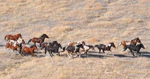 herd of wild horse galloping through a field