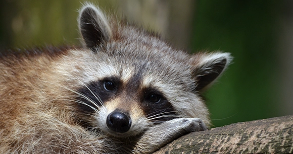 young raccoon laying his head on tree branch