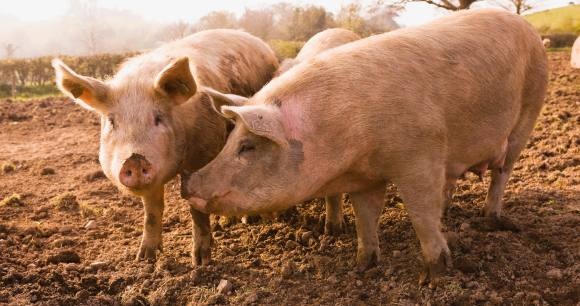 two hogs standing in a field