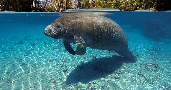 a West Indian manatee swims in shallow water