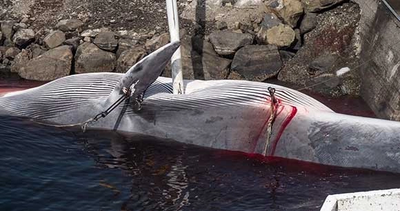 pregnant fin whale with two inaccurately fired harpoons