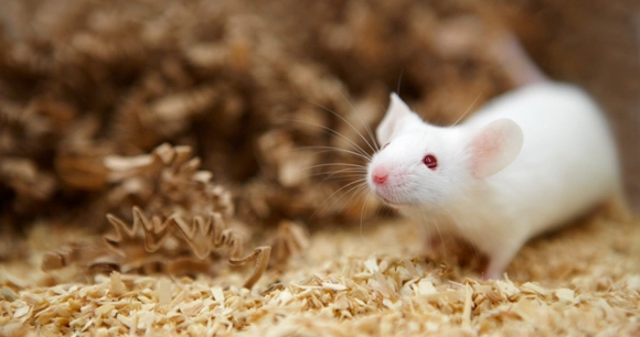 white mouse in shedding