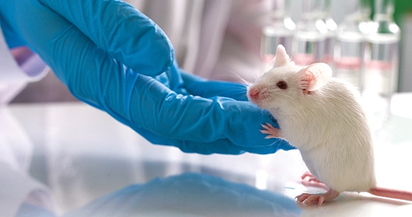 white lab mouse crawling into gloved human hand