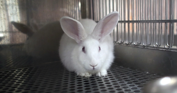 a white rabbit sits in a cage in a laboratory