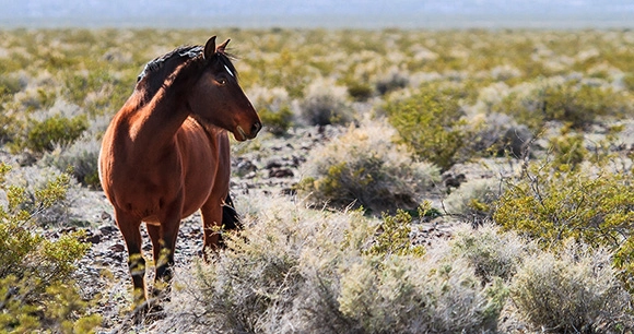 a mustang in a desert or arid landscape