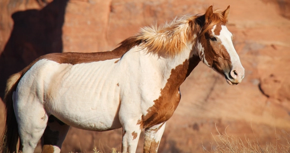 a wild mustang horse stands against a red rock canyon