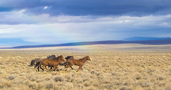 wild horses running in field