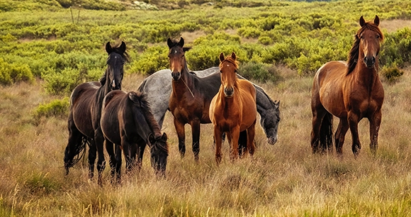 a herd of wild mustangs graze in a field