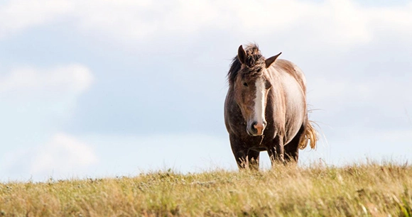a wild horse stands atop a grassy hill
