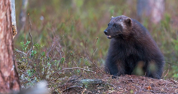 a wolverine walks through a forest