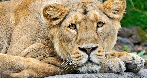 a close-up portrait of a resting lioness in a zoo habitat
