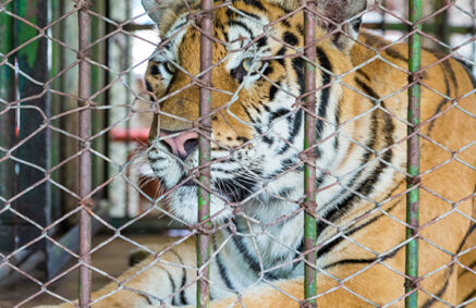 beautiful tiger in small cage