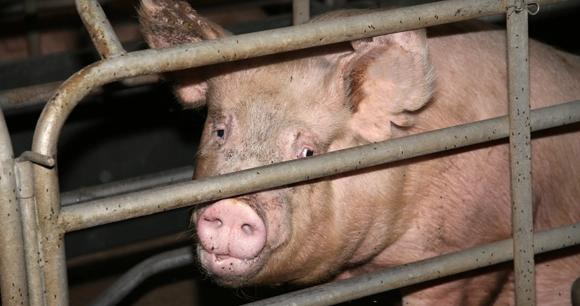 a dirty pig stands in a cage