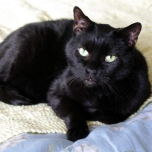 Lauren's black cat Siam