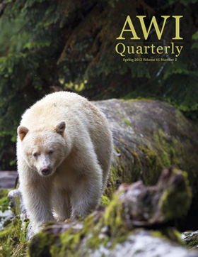 white kermode bear walking along river