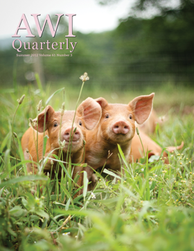 pair of piglets in green grass