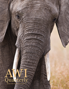 elephant with tusks